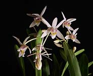 Egm. triflorum